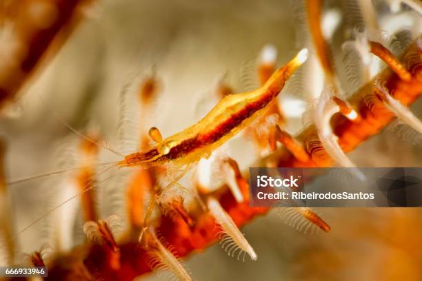 Periclimenes Affinis Juvenile On Feather Star Crinoid Stock Photo - Download Image Now