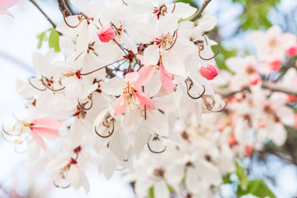 istock Plenty Cassia bakeriana Craib flower 666934776