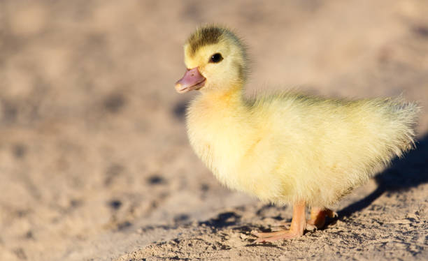 istock little duckling in nature 666939242