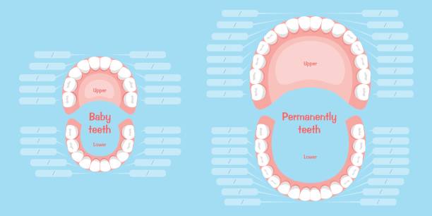 cartoon mouth and tooth cartoon mouth and tooth on blue background baby teeth stock illustrations