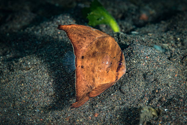 Juvenile Round Batfish (Platax orbicularis) Round batfish (Platax orbicularis) juvenile mimicking a leaf. Horizontal, colour, profile underwater picture taken in Amed, Bali, Indonesia. orbicular batfish stock pictures, royalty-free photos & images