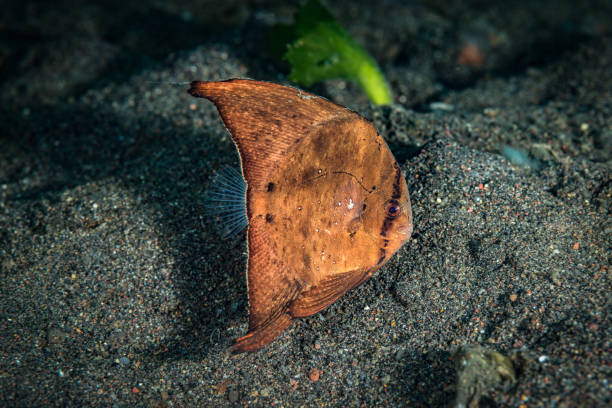 Juvenile Round Batfish (Platax orbicularis) Round batfish (Platax orbicularis) juvenile mimicking a leaf. Horizontal, colour, profile underwater picture taken in Amed, Bali, Indonesia. orbicular batfish photos stock pictures, royalty-free photos & images