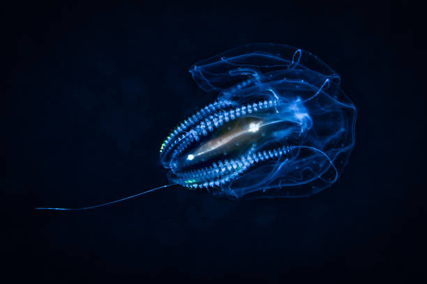 Comb jelly (Cydippida), diagonal, swimming. Cydippida is an order of comb jellies. They are distinguished from other comb jellies by their spherical or oval bodies, and the fact their tentacles are branched, and can be retracted into pouches on either side of the pharynx. (Wikipedia). One of the tentacles is clearly visible. Underwater macro photography taken at Batu-Belah, Bali, Indonesia.
