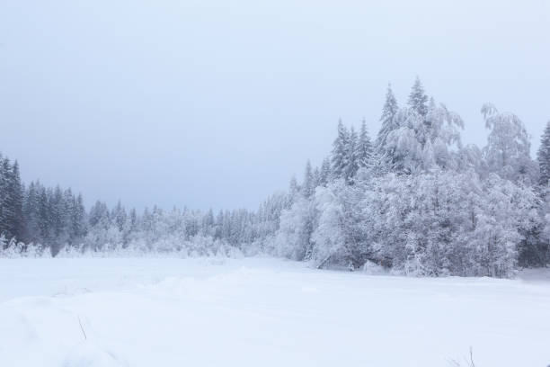 istock Foggy day in the forest glade. Winter landscape 666943122