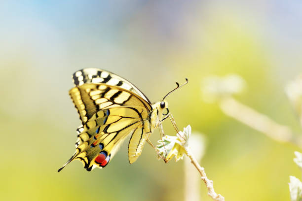 istock Monarch Colorful butterfly sitting on flower 666946176