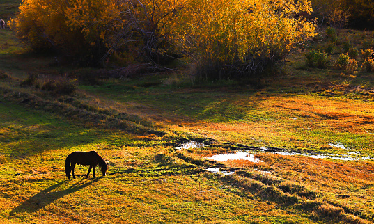 Horse eating in the beautiful prairie , scenery in Xinjiang , China .