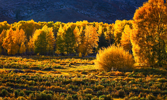 Autumn color woods , scenery in Xinjiang , China .
