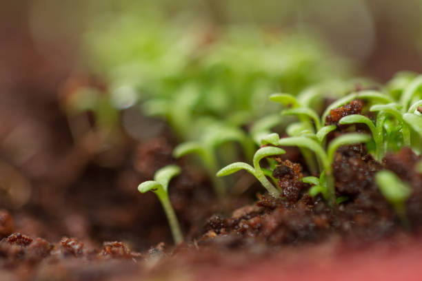 Green chamomile sprouts growing from seeds stock photo