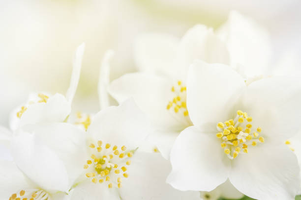 istock Soft focus on white jasmine flowers 666946630