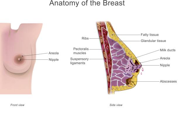 Anatomy of the breast. Vector graphic. The breast is one of two prominences found on the upper ventral region of the torso of female and male primates. In females, it serves as the mammary gland, which produces and secretes milk and feeds infants. Vector graphic. lobe illustrations stock illustrations