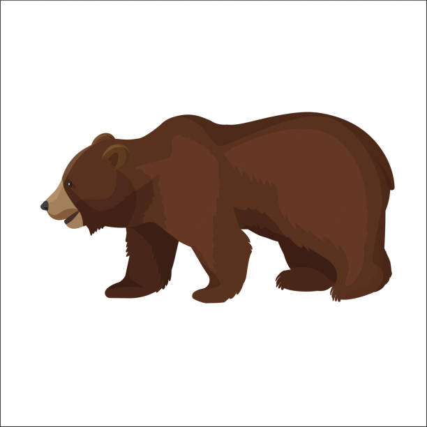Large brown bear side view close-up graphic icon on white Large brown bear side view close-up graphic icon on white background. Wild animal stands on four paws with slightly opened mouth. Vector illustration of terrestrial predaceous mammal banner. bear clipart stock illustrations