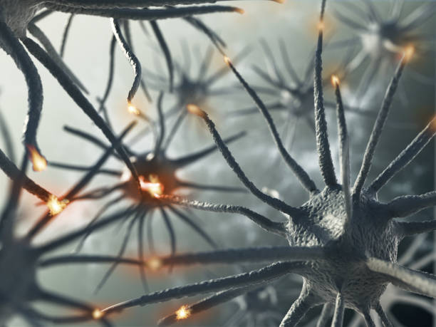 3D rendering representing interaction between brain neurons 3D rendering representing interaction between brain neurons. neuralgia stock illustrations