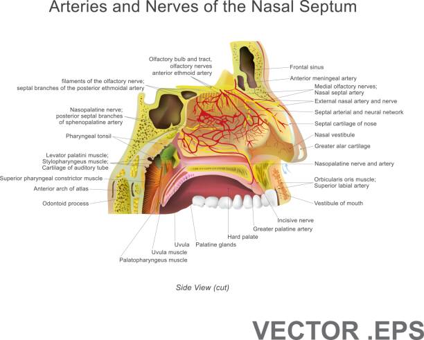 ilustrações de stock, clip art, desenhos animados e ícones de arteries and nerves of the nasal septum 30 x 30 - eustachian tube