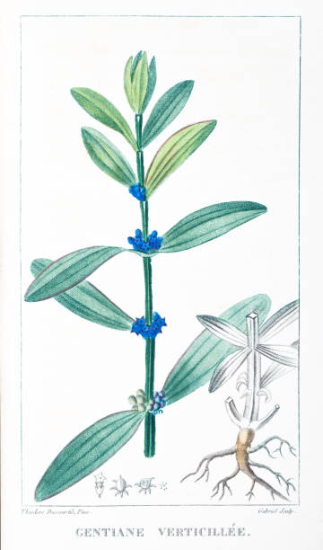 istock Gentiane Verticillee Descourtilz color engraving Antilles 666953754