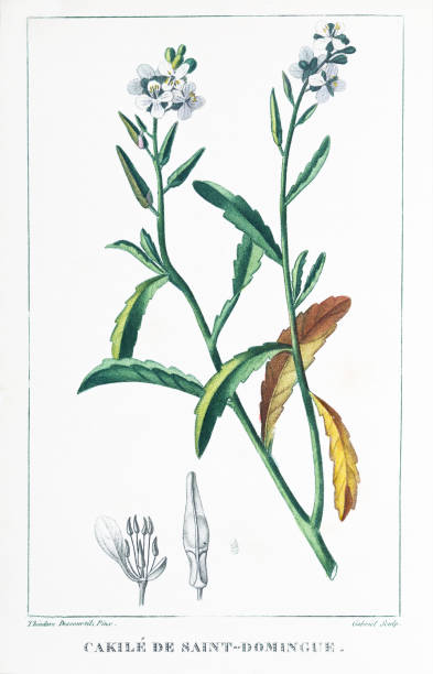 istock Cakile de Saint-Domingue Descourtilz color engraving Antilles 666953862