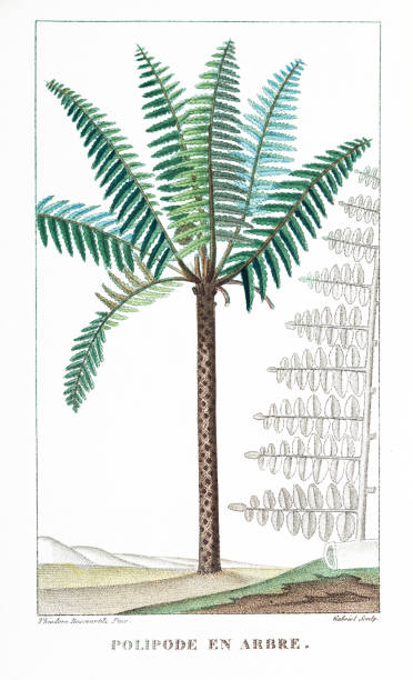 Polipode en Arbre Descourtilz color engraving Antilles Polipode en Arbre engraving print 1833 polypodiaceae stock illustrations
