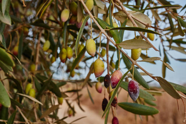 wild olives on a tree stock photo