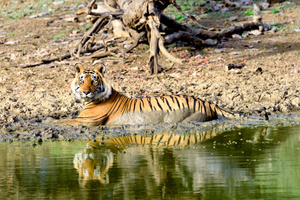 istock Large male tiger bathing in a muddy lake 666960394