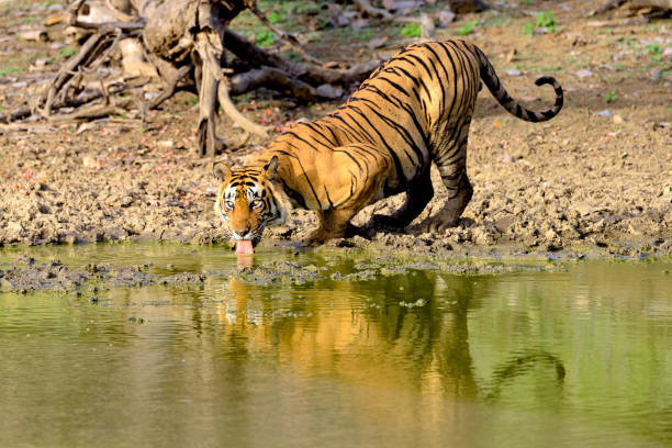 istock Large male tiger drinking from a muddy lake 666960632