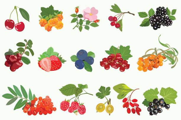 набор спелых ягод с листьями на белом фоне. вектор - raspberry gooseberry strawberry cherry stock illustrations