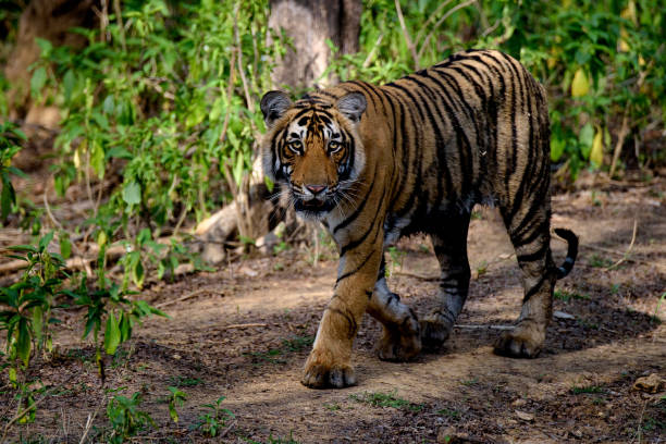 istock Tiger walking in the woods 666963868