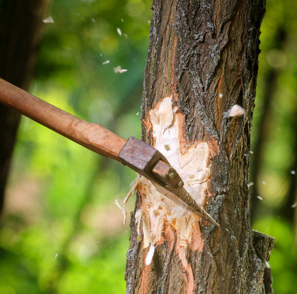 istock Chips fly apart after the lumberjack chopping wood 666963986