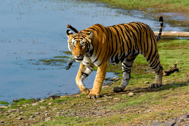 istock Tiger walking next to a lake 666964410