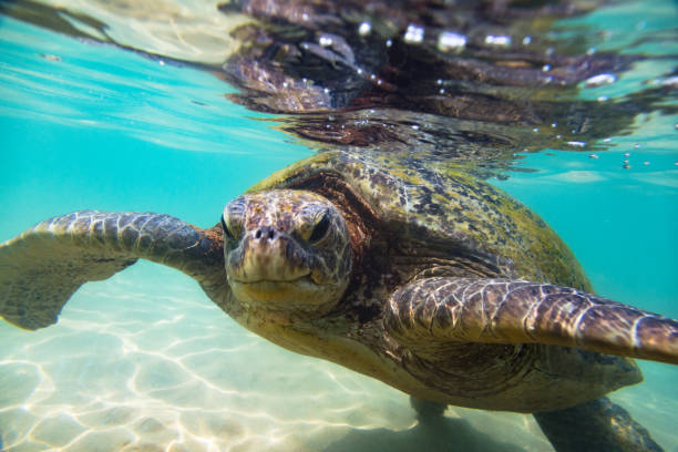 istock The green sea turtle 666965298