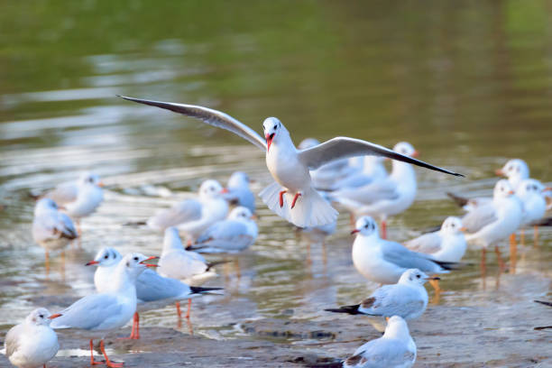 istock Bird landing in pond 666965510