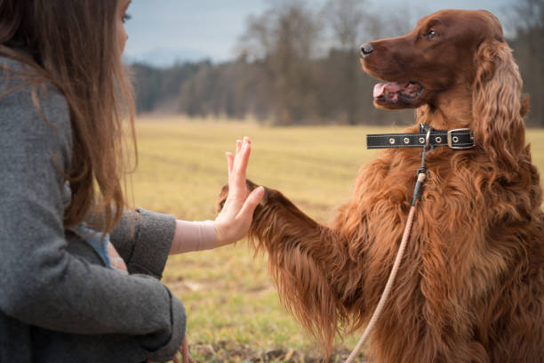 Dog training Woman training dog irish setter puppy stock pictures, royalty-free photos & images