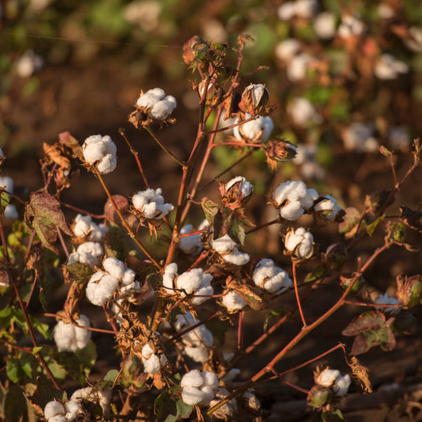 istock Cotton field in Oakey, Queensland 666972418