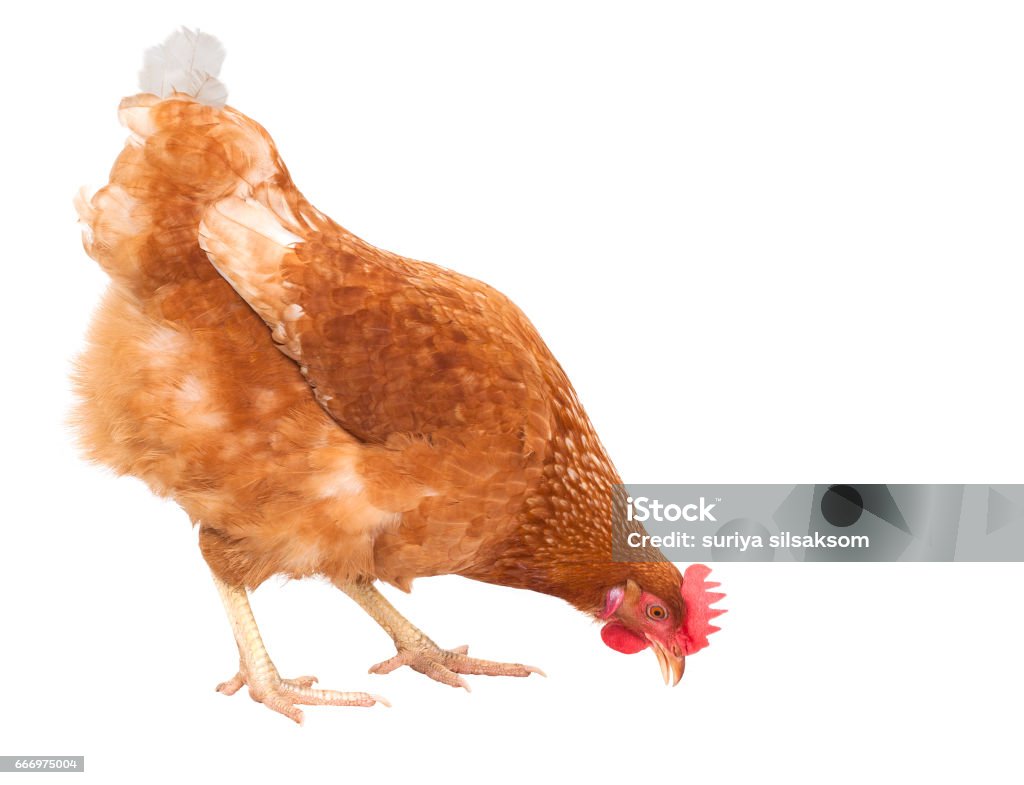 gros plan complet du corps de la poule poulet manger isoler fond blanc pour le thème d’animaux de ferme et de bétail - Photo de Poulet - Volaille domestique libre de droits