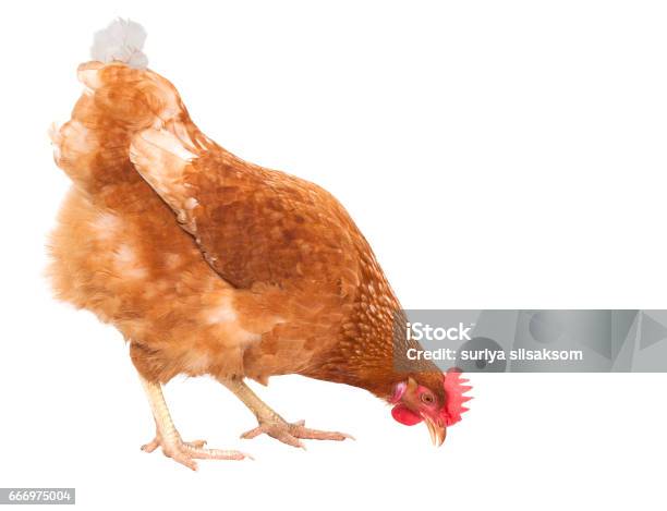 Photo libre de droit de Gros Plan Complet Du Corps De La Poule Poulet Manger Isoler Fond Blanc Pour Le Thème Danimaux De Ferme Et De Bétail banque d'images et plus d'images libres de droit de Poulet - Volaille domestique