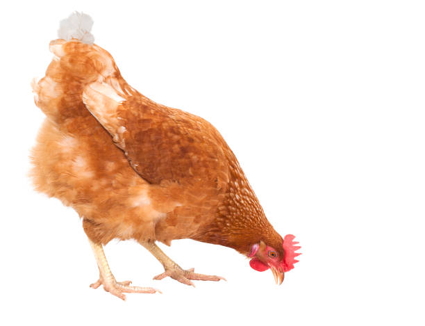 primo piano pieno corpo di gallina di pollo mangiare cibo isolare sfondo bianco per il bestiame e animali da fattoria tema - chicken isolated poultry animal foto e immagini stock