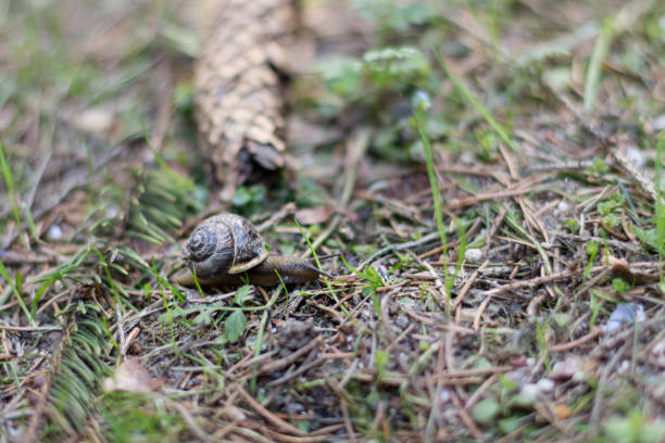 istock Snail in the Background of the Forest 666976052
