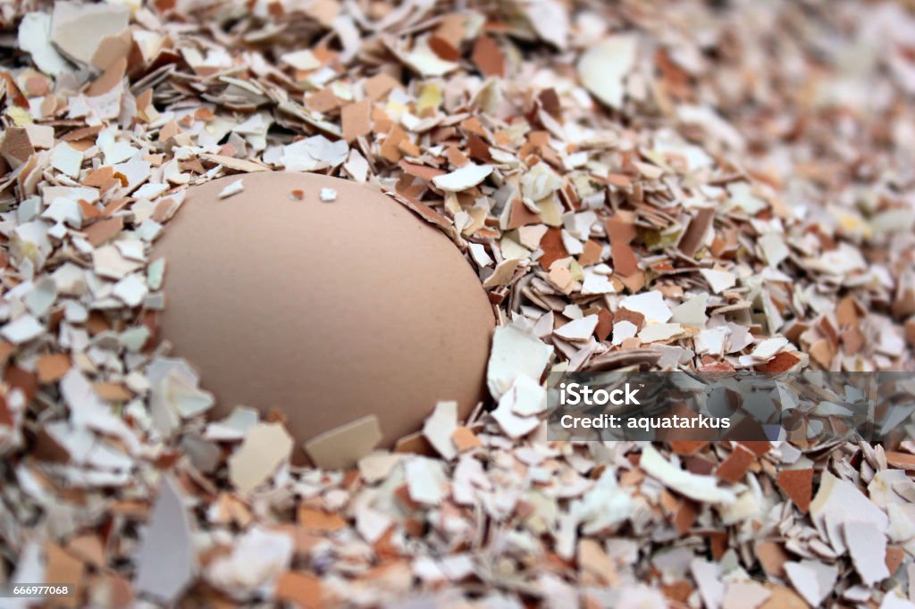 Hele kippenei begraven in gebroken eierschalen - Royalty-free Eierschaal Stockfoto