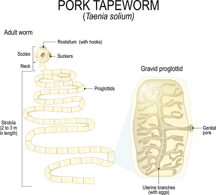 Structure of Taenia Solium (pork tapeworm).