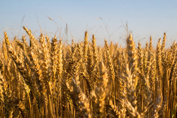 пшеница под голубым небом - kansas wheat bread midwest usa стоковые фото и изображения
