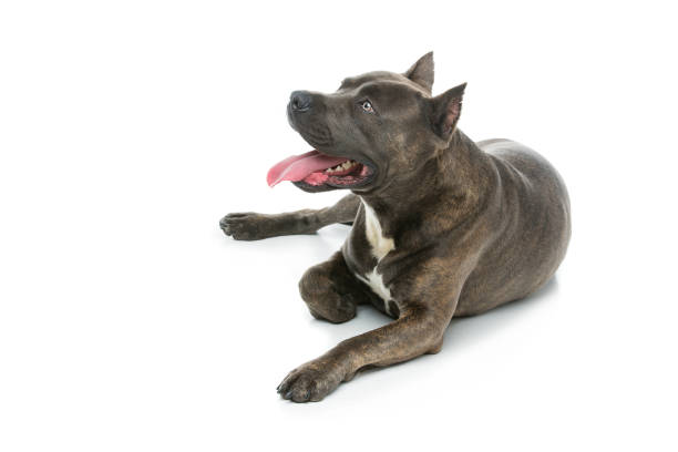 istock Beautiful amstaff dog 666980744