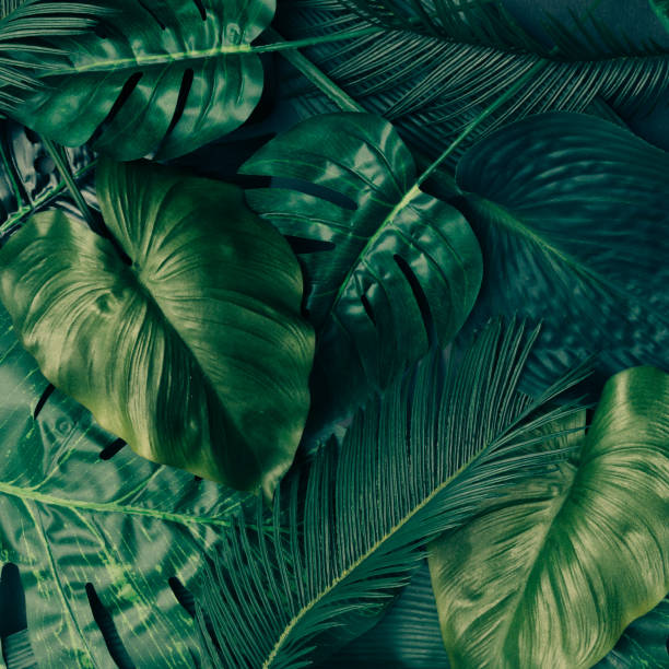 layout creativo delle foglie verde tropicale. concetto di primavera della natura. lay piatto. - hawaii islands beach landscape usa foto e immagini stock
