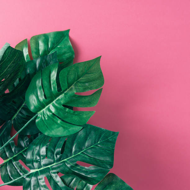 istock Tropical palm leaves on pink background. Minimal nature summer concept. Flat lay. 666983880