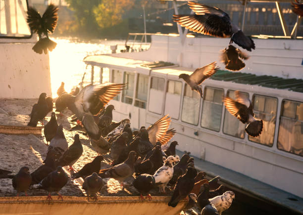 Pigeons in the rays of the setting sun in the seaport