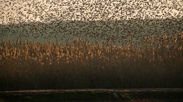 istock Flock of birds fly 666985260