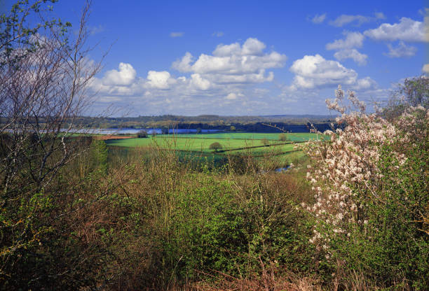 果樹の花  - vale of evesham ストックフォトと画像