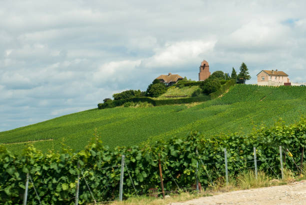 istock Vineyard landscape in France 666991636