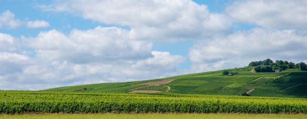 istock Vineyard landscape in France 666991758