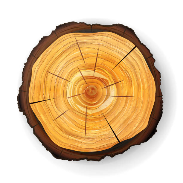 illustrazioni stock, clip art, cartoni animati e icone di tendenza di croce albero ceppo di legno vettore. taglio rotondo con anelli annuali - cross section