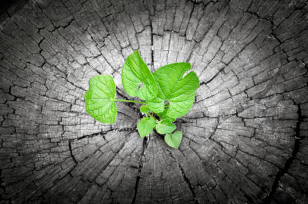 istock New life Growing in old Wood 667002504