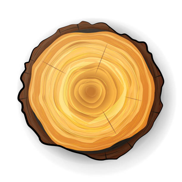 Tree Stump Rings Example Drawing 1,100+ Tree Stump Rings Stock Illustrations, Royalty-Free Vector ...
