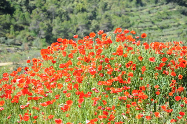istock Red poppy in Spain 667002874
